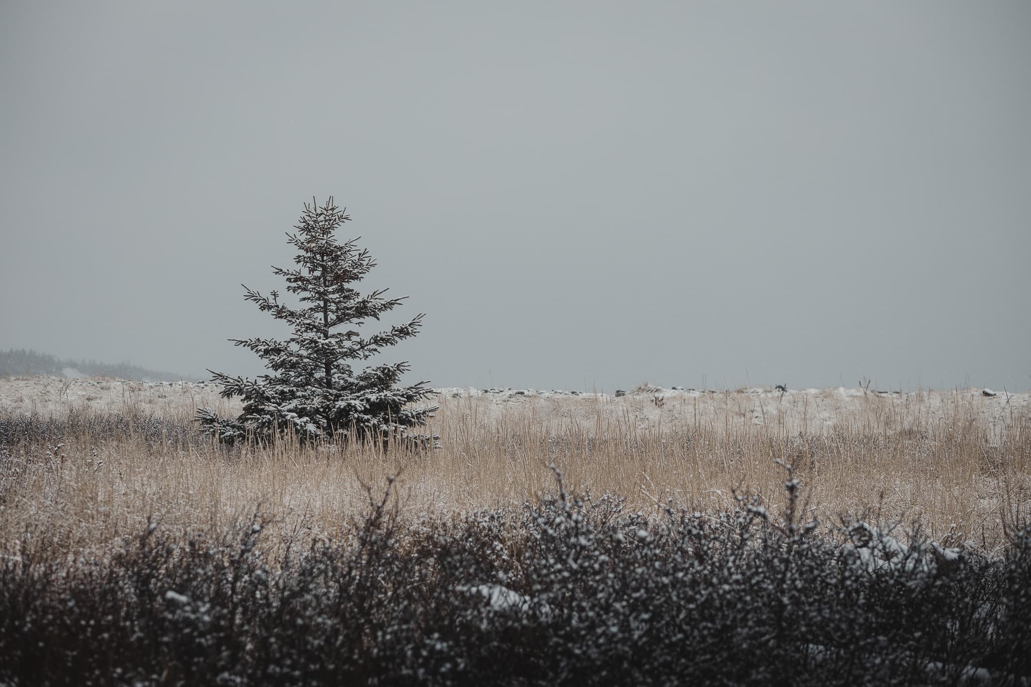 Lone evergreen in a snow-dusted winter field