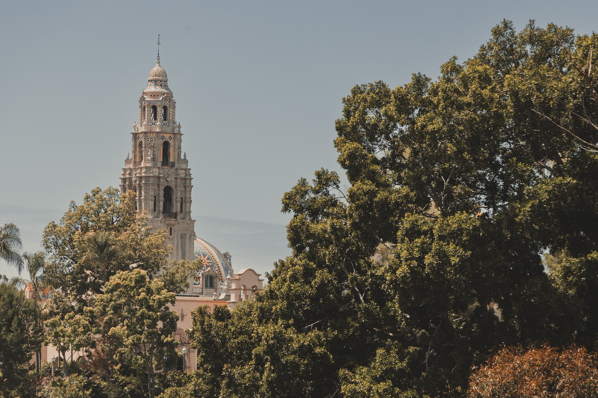 Cathedral tower rising above a tree line